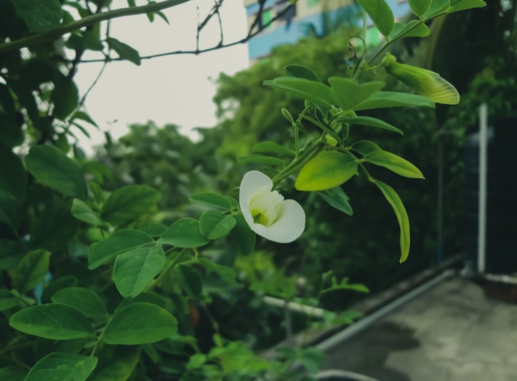 Zelf een stevige pan erwtensoep maken: zo doe je dat